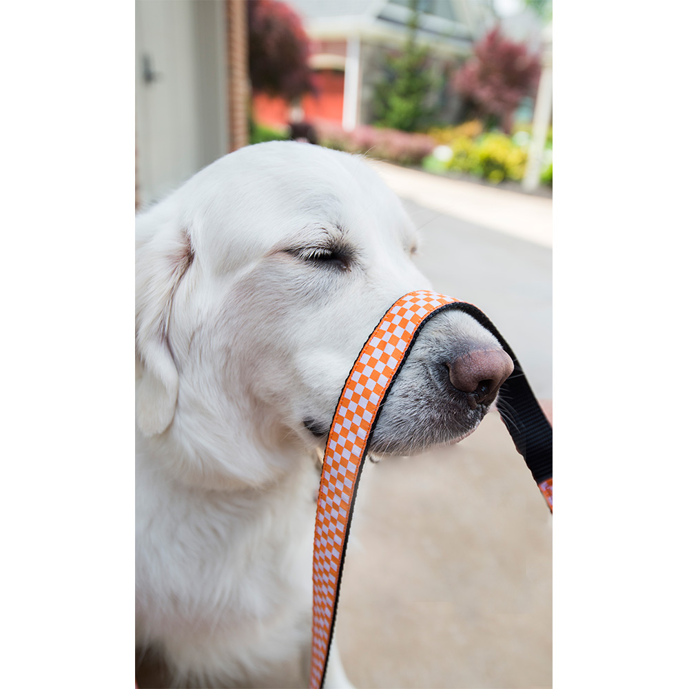  Tennessee Volunteers Ribbon Dog Collar - Large : Pet